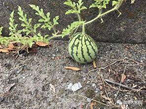 网红吃瓜视频怎么找的到,如何轻松找到热门话题